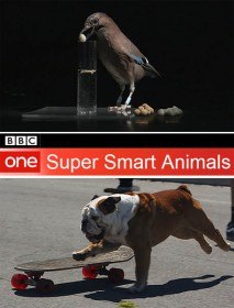 BBC. Самые умные животные / BBC. Super Smart Animals (2012)