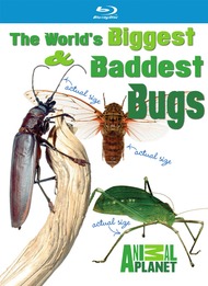Самые большие и страшные жуки в мире / Worlds Biggest and Baddest Bugs