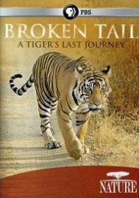 Сломанный хвост: Последнее путешествие тигра / PBS: Nature   Broken Tail: A Tigers Last Journey (2011)